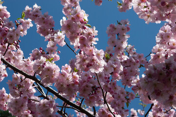 Pink cherry blossom (Japanese cherry blossom) in nice sunny weather. Charming cherry blossoms against blue sky on a sunny day. Pink flowering branches with large lush flowers