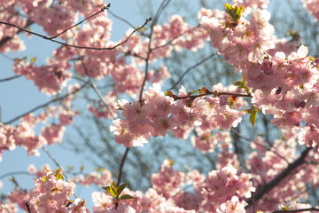 Branches of blossoming cherry macro with soft focus on gentle blue sky background in sunlight with copy space Beautiful floral image of spring nature. Delicate glowing pink color on sakura petals