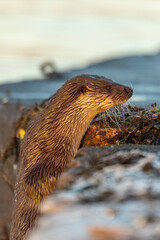 Eurasian Otter (Lutra lutra)