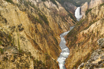Lower Falls in Yellow Stone National Park