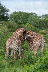 la girafe