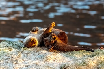 Eurasian Otter (Lutra lutra)