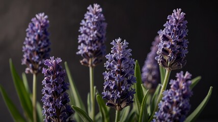 Obraz premium Lavender flowers growing in the garden. Soft selective focus.