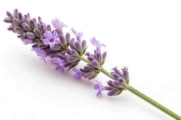 Obraz premium Lavender flowers growing in the garden. Soft selective focus.