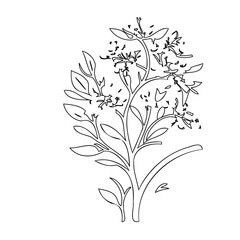 Detailed botanical line art of a blooming plant with leaves and delicate flowers