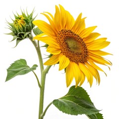 Obraz premium Sunflowers on a white background. Sunflowers with green leaves.