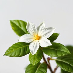 Fototapeta premium Jasmine flowers with leaves isolated on white background cutout.