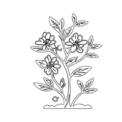 Elegant botanical sketch featuring blooming blossoms and graceful foliage outline