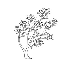 Delicate floral illustration of a tree branch with open blooms in monochrome