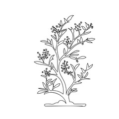 Elegant botanical outline illustration of a flowering plant on white background
