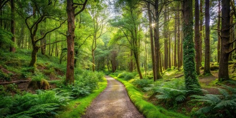 Obraz premium forest path winding among trees and bushes, solo trek, nature walk