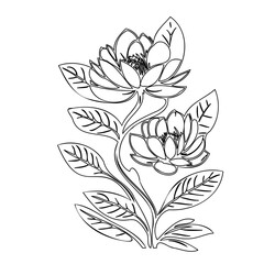 Elegant line drawing depicting two blooming water lilies with stylized leaves
