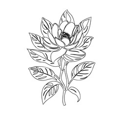Elegant Botanical Illustration: Detailed Line Art of a Blooming Flower Design