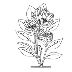 Intricate botanical drawing of a flowering plant with multiple blossoms and leaves