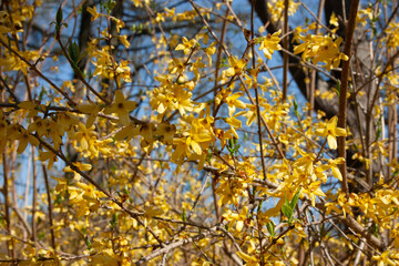 The golden flowers of the forsythia bush shine under the sunlight on a clear day. The spring yellow bush is incredibly colorful in color
