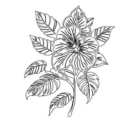 Elegant floral arrangement design with delicate line art on a clean white backdrop