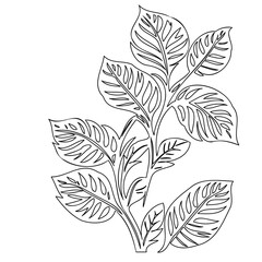 Elegant botanical line art: A minimalist leaf illustration with intricate details