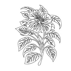 Hibiscus blossom line illustration on white backdrop, floral botanical design
