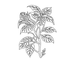 Botanical Sketch: Detailed Line Art of a Tropical Plant with Exotic Leaves