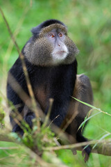 les singes dorés du Rwanda