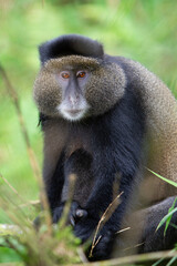 les singes dorés du Rwanda