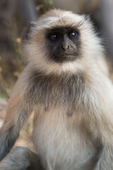 langur indien