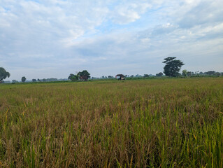 the calm and open atmosphere of a rural landscape on a bright sunny day