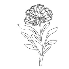 Monochrome zinnia outline: A delicate floral illustration for versatile designs