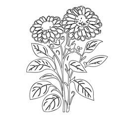 Elegant floral outline illustration showcasing two daisy style blossoms