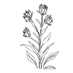 Elegant botanical sketch featuring delicate floral blooms and graceful leaf arrangement