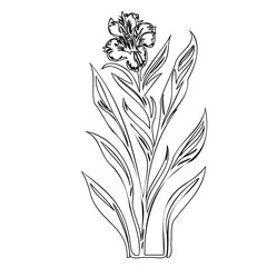 Elegant floral botanical sketch showcasing a single blossom with detailed foliage