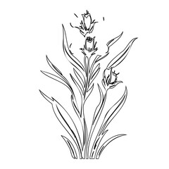 Elegant floral line drawing featuring three buds, poised to bloom, on slender stems