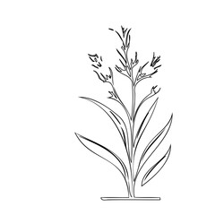 Single-line botanical illustration of a flowering plant with slender leaves