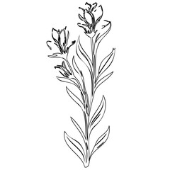 Elegant botanical sketch of blooming flowers, stylized drawing for decorative use