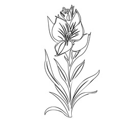 Detailed line drawing of a floral blossom with delicate leaves and petals