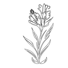 Elegant botanical illustration of a flowering plant with delicate blossoms and foliage