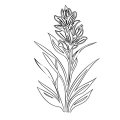 Delicate floral line art illustration showcasing a botanical composition of foliage
