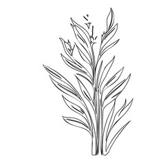 Elegant botanical illustration featuring linear foliage and delicate floral details