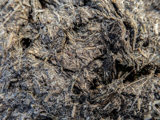 Cow dung cake on grass closeup. A detailed view of cow dung on a lush green grass field, Cow manure on the farm in the cow grazing area where it is used as organic fertilizer for plants.