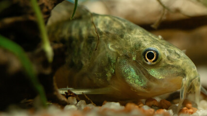  Close-up of a Corydoras paleatus