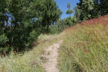 Weg durch Wiese und Wald auf Santo Antão in Kap Verde