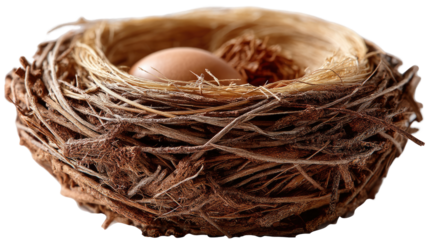 Cozy Nest and Egg: A detailed macro shot captures the serene beauty of a bird's nest, cradling a single, smooth egg in a rustic embrace of twigs and natural materials.  