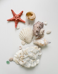 Scattering of shells, starfish, pebbles on a white background