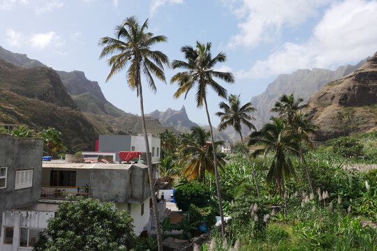 Palmen auf Felsformation auf Santo Ant&atilde;o Kap Verde