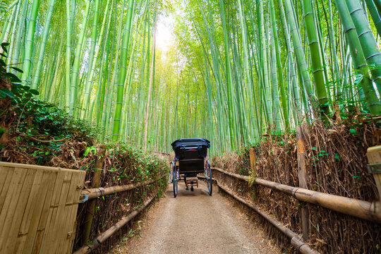 Fototapeta Traditional richshaw in Arashiyama green bamboo forest at Kyoto, Japan