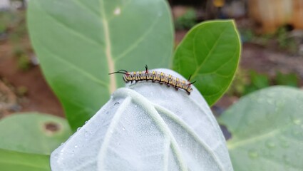 caterpillar on a leaf