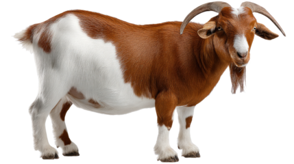 Goat Standing Proud: A striking portrait of a magnificent goat, showcasing its impressive horns and distinctive coat pattern, stands confidently against an immaculate background.