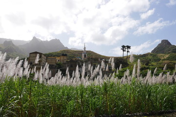 Zuckerrohrfeld auf Santo Ant&atilde;o auf den Kapverdischen Inseln