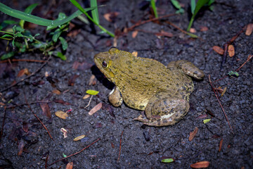 Frog come out to feed after rain at dusk on wet ground near rice fields in rural Thailand. East Asian bullfrog - Hoplobatrachus rugulosus, Rana tigerina Daudin in natural environment ecosystem.
