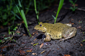 Frog come out to feed after rain at dusk on wet ground near rice fields in rural Thailand. East Asian bullfrog - Hoplobatrachus rugulosus, Rana tigerina Daudin in natural environment ecosystem.